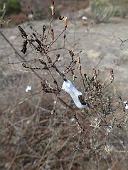 stephanomeria exigua
